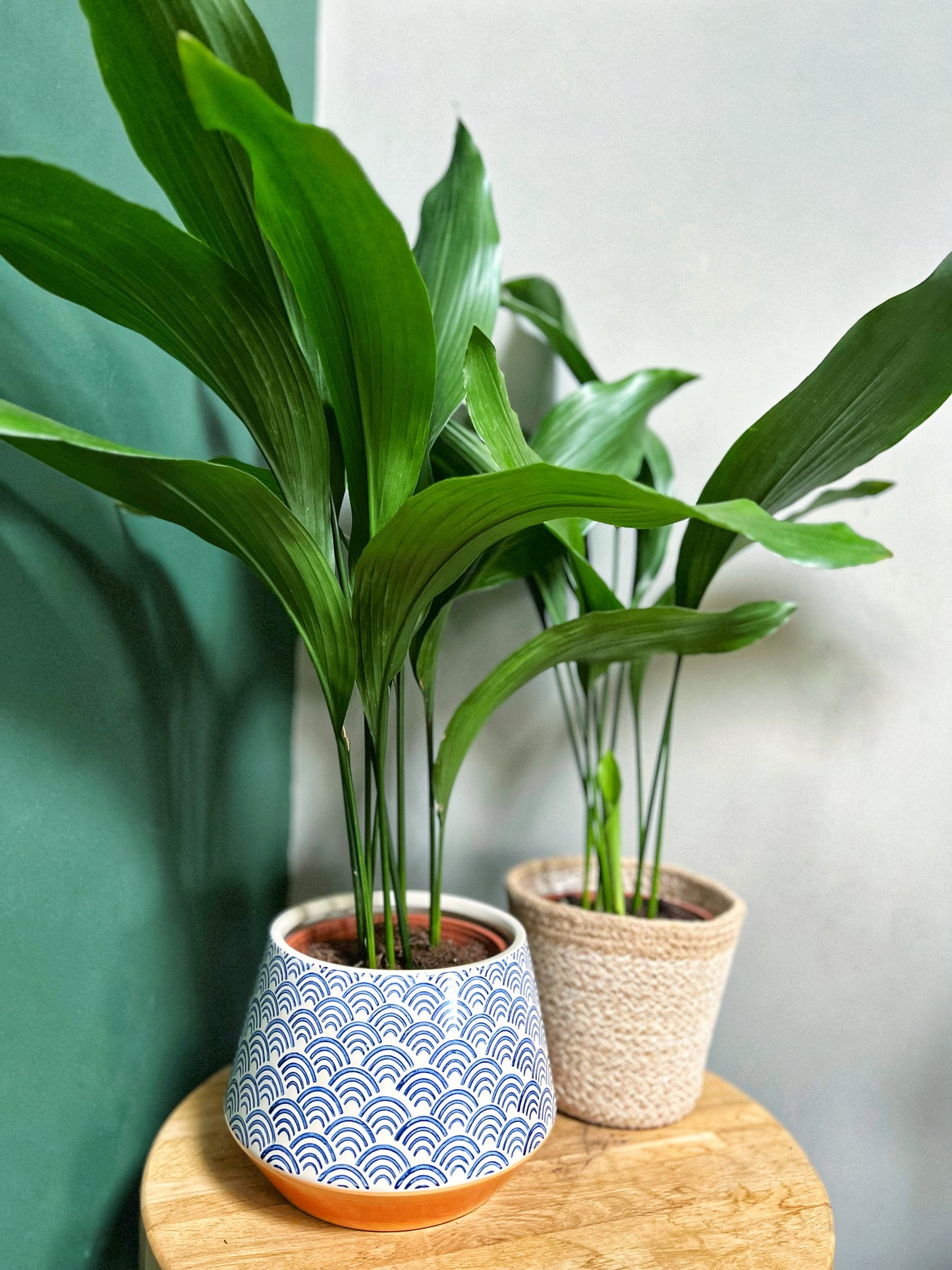 Aspidistra- Cast Iron Plant