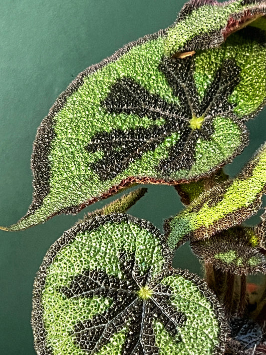 Begonia masoniana- Iron cross begonia
