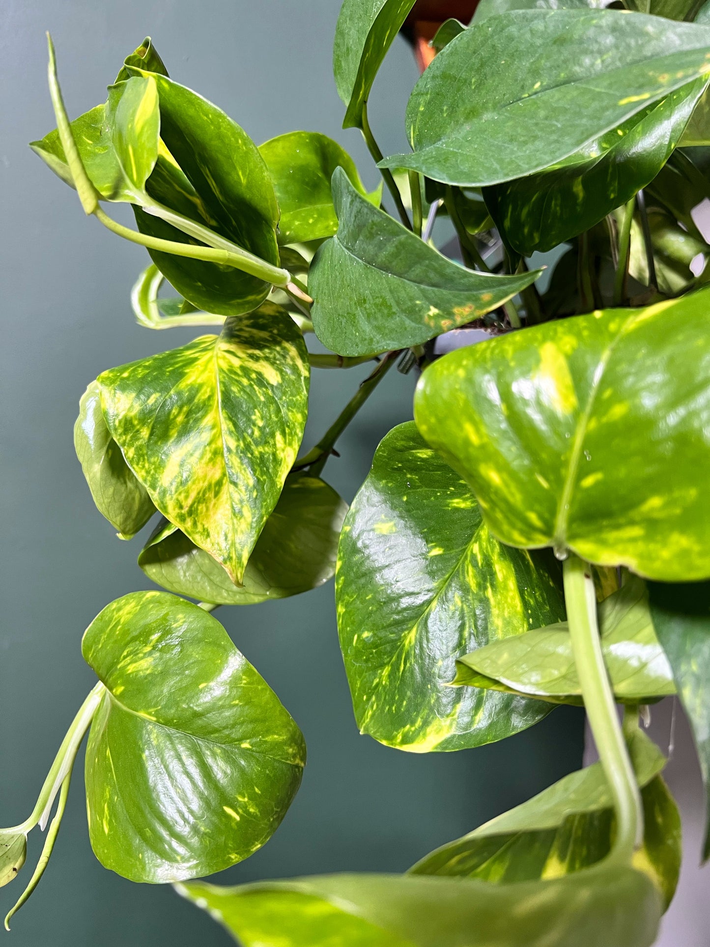 Epipremnum Aureum - Devils Ivy