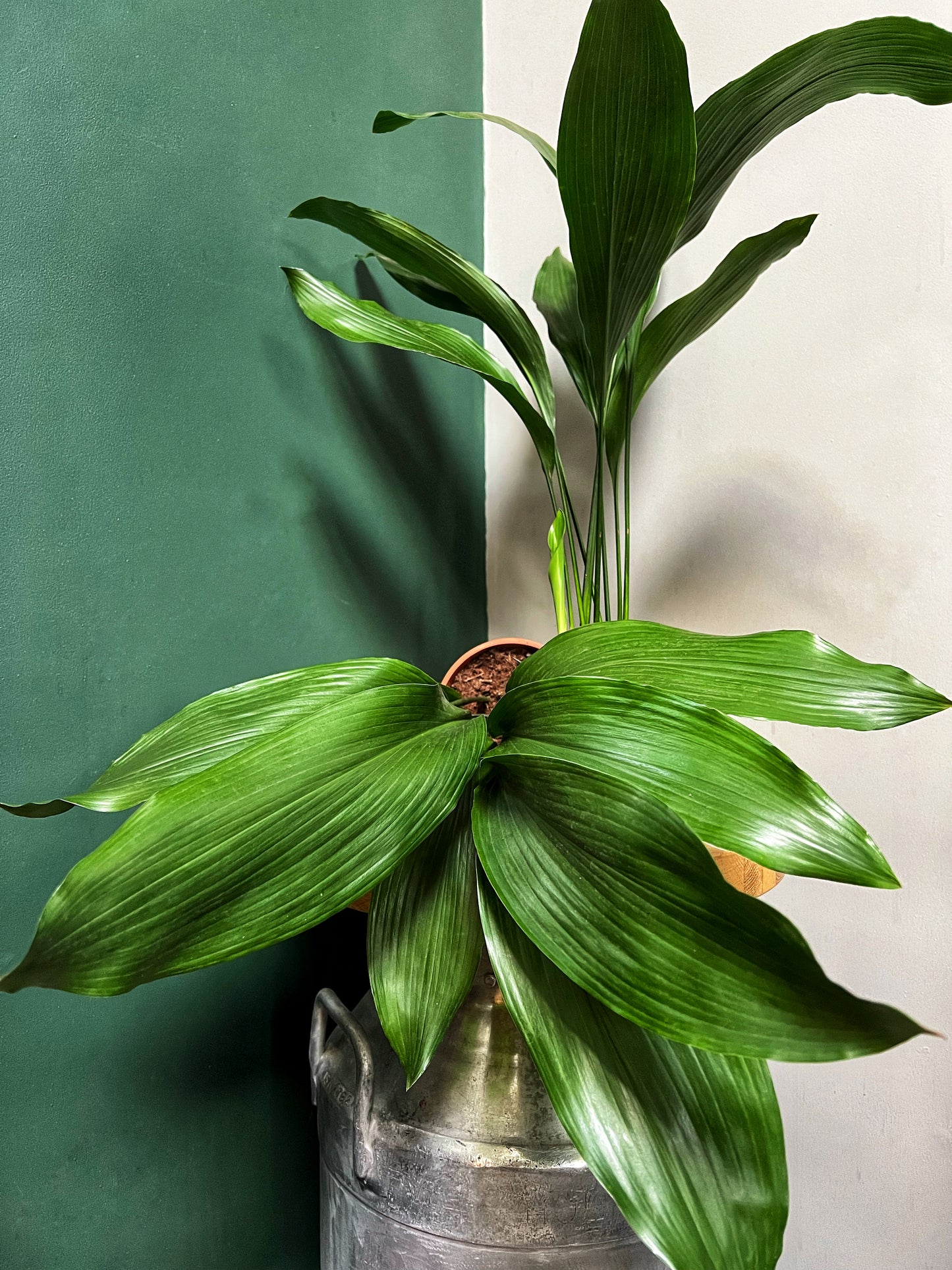 Aspidistra- Cast Iron Plant