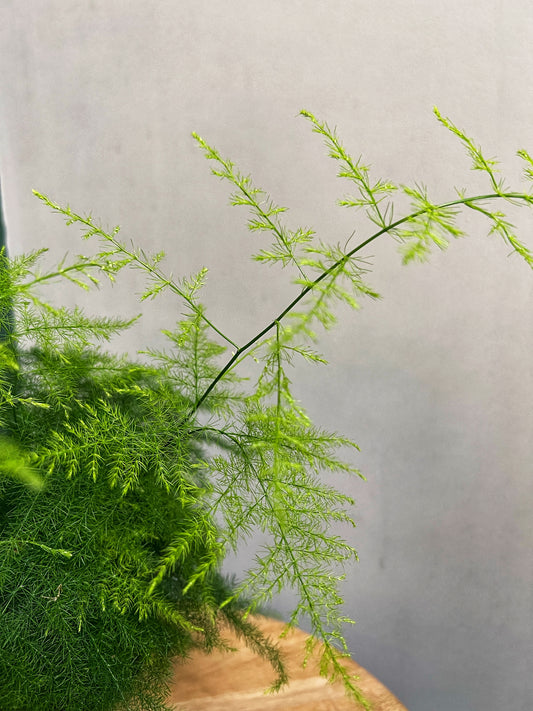 Asparagus Setaceus- Asparagus Fern